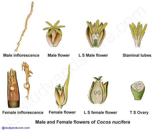 palm family, arecaceae, coconut tree, cocos nucifera, palmae, free notes